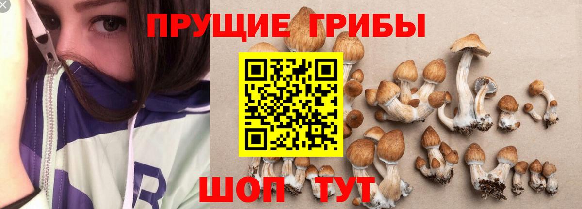 Галлюциногенные грибы MAGIC MUSHROOMS  Псилоцибиновые грибы Psilocybe  Белгород  Вход с VPN 